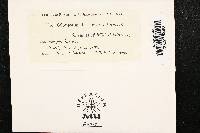 Coleosporium ipomoeae image