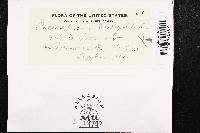 Coleosporium asterum image