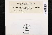 Coleosporium apocynaceum image