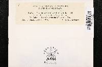 Coleosporium aridum image