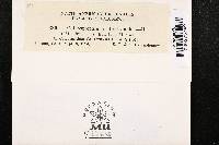 Coleosporium aridum image