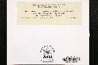 Coleosporium asterum image