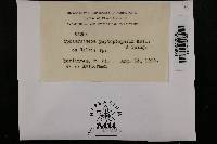 Thumbnail image of current specimen