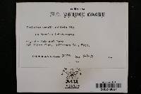 Taphrina populi-salicis image