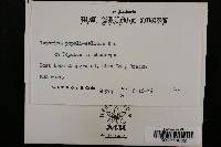 Taphrina populi-salicis image