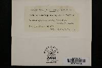 Taphrina virginica image