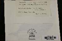 Taphrina virginica image