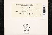 Peronospora potentillae image