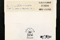 Thumbnail image of current specimen