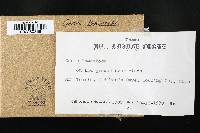 Onnia tomentosa image