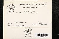 Orbilia coccinella image