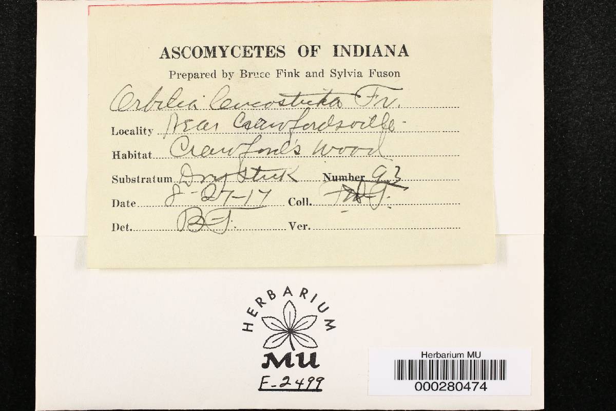 Orbilia leucostigma image