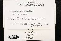 Orbilia xanthostigma image