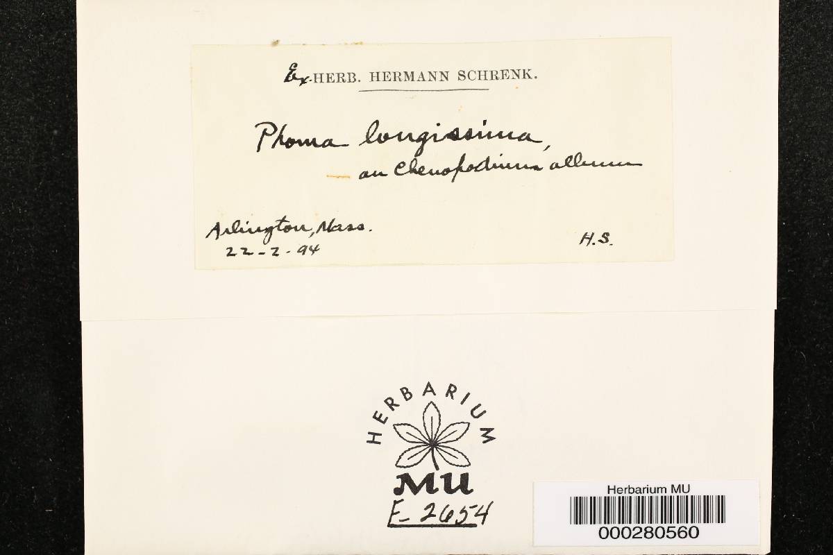 Phoma longissima image