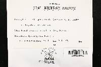 Punctularia strigosozonata image