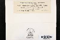 Thumbnail image of current specimen