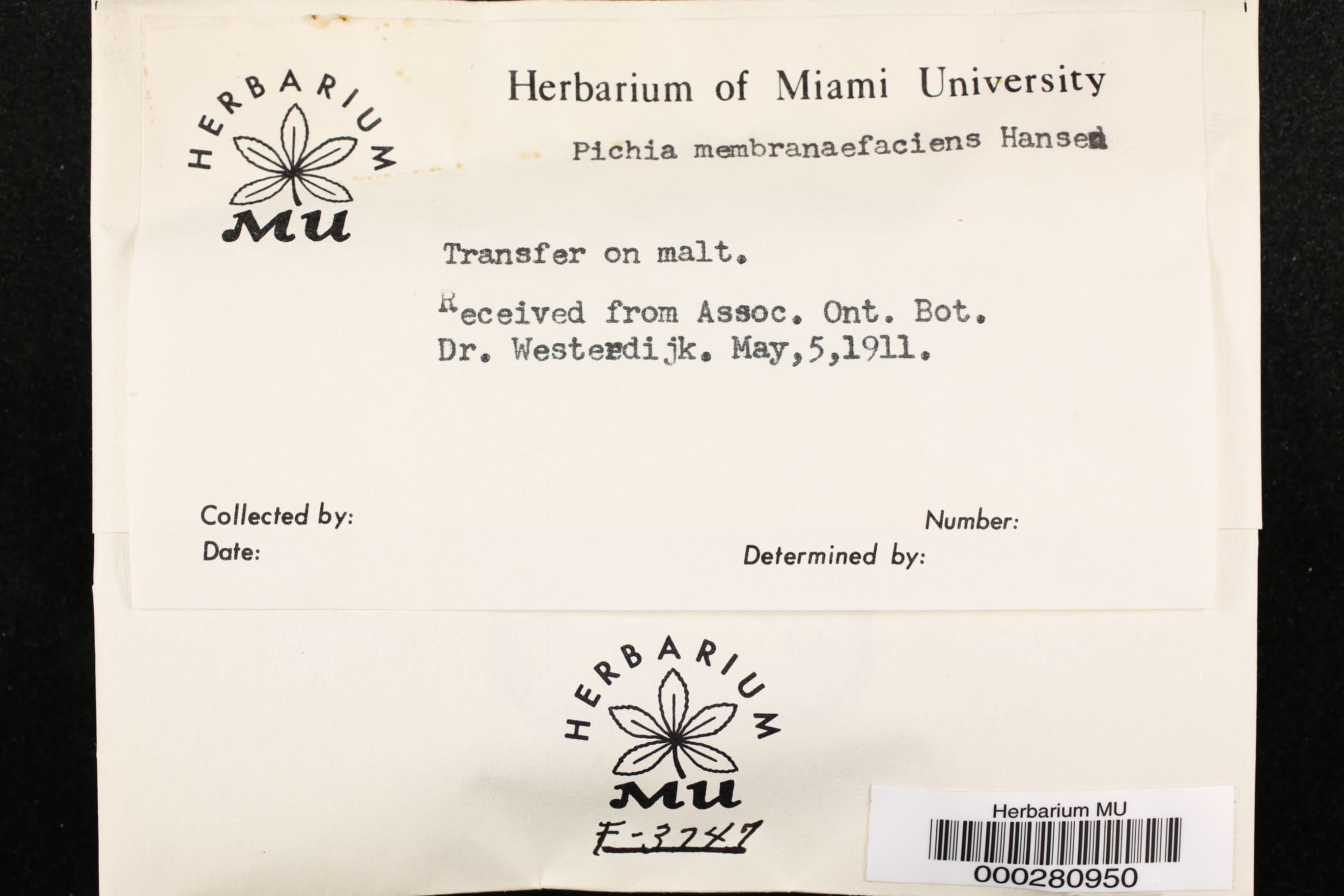 Pichia membranifaciens thumbnail