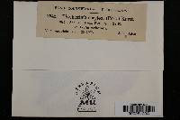 Phyllactinia guttata image