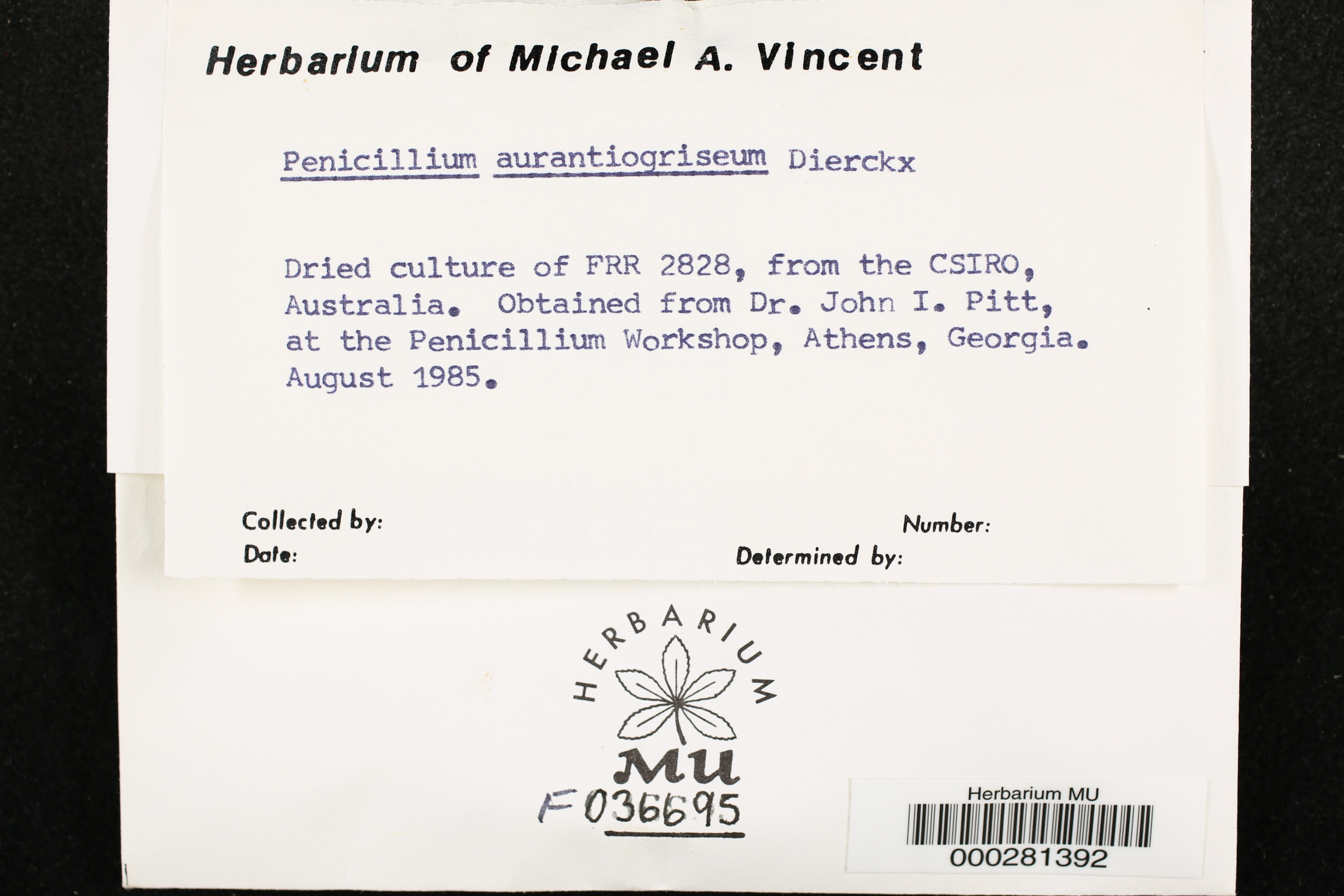 Penicillium aurantiogriseum thumbnail