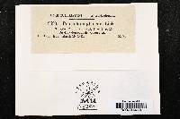 Penicillium glaucum image