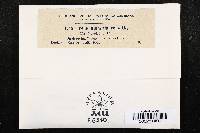 Penicillium glaucum image