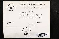 Penicillium glaucum image