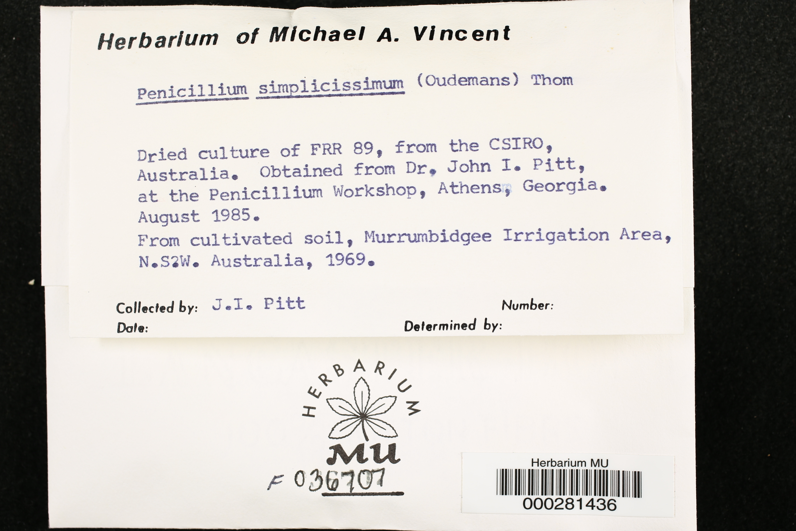 Penicillium simplicissimum thumbnail