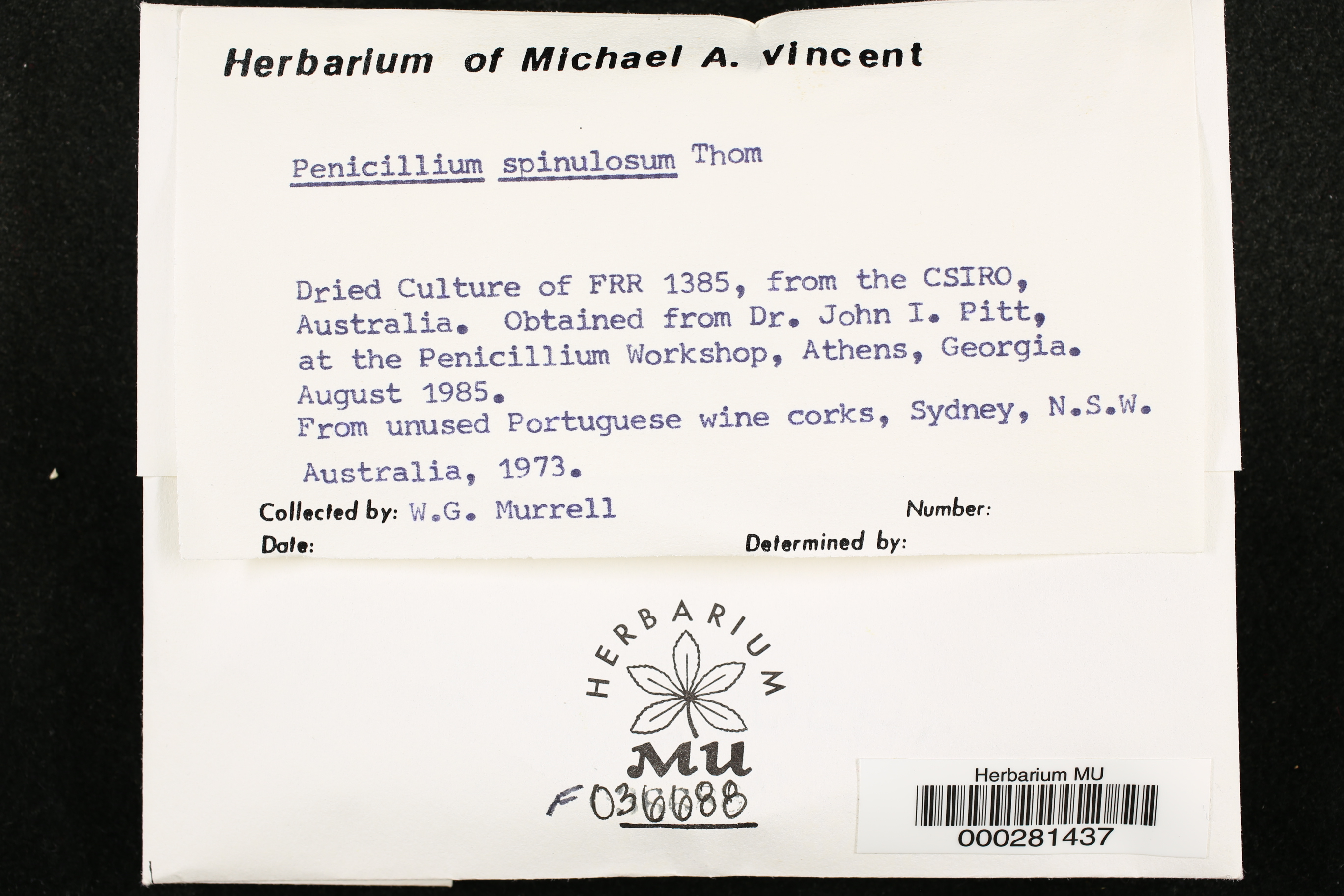 Penicillium spinulosum thumbnail