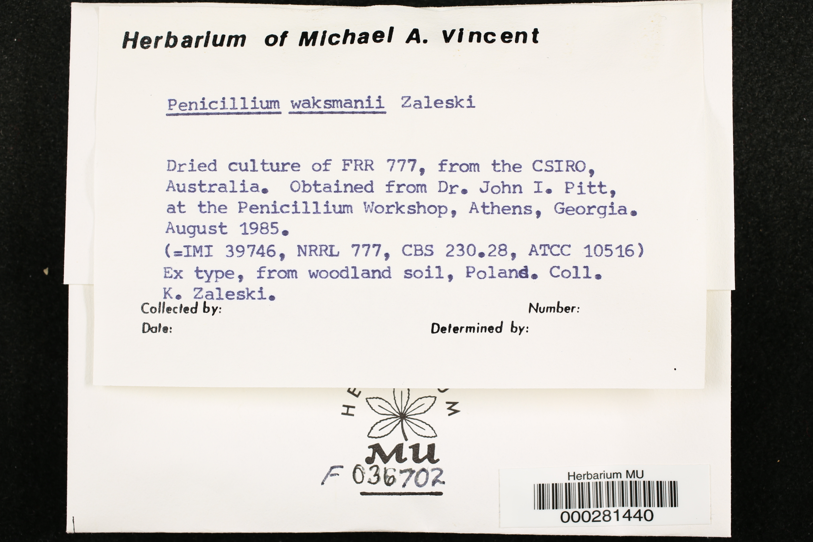 Penicillium waksmanii thumbnail