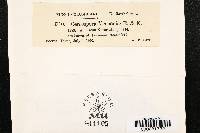 Cercospora vernoniae image