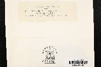 Cercospora vernoniae image