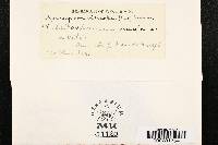 Thumbnail image of current specimen