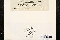 Cercospora symplocarpi image