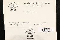 Helicostylum pulchrum image