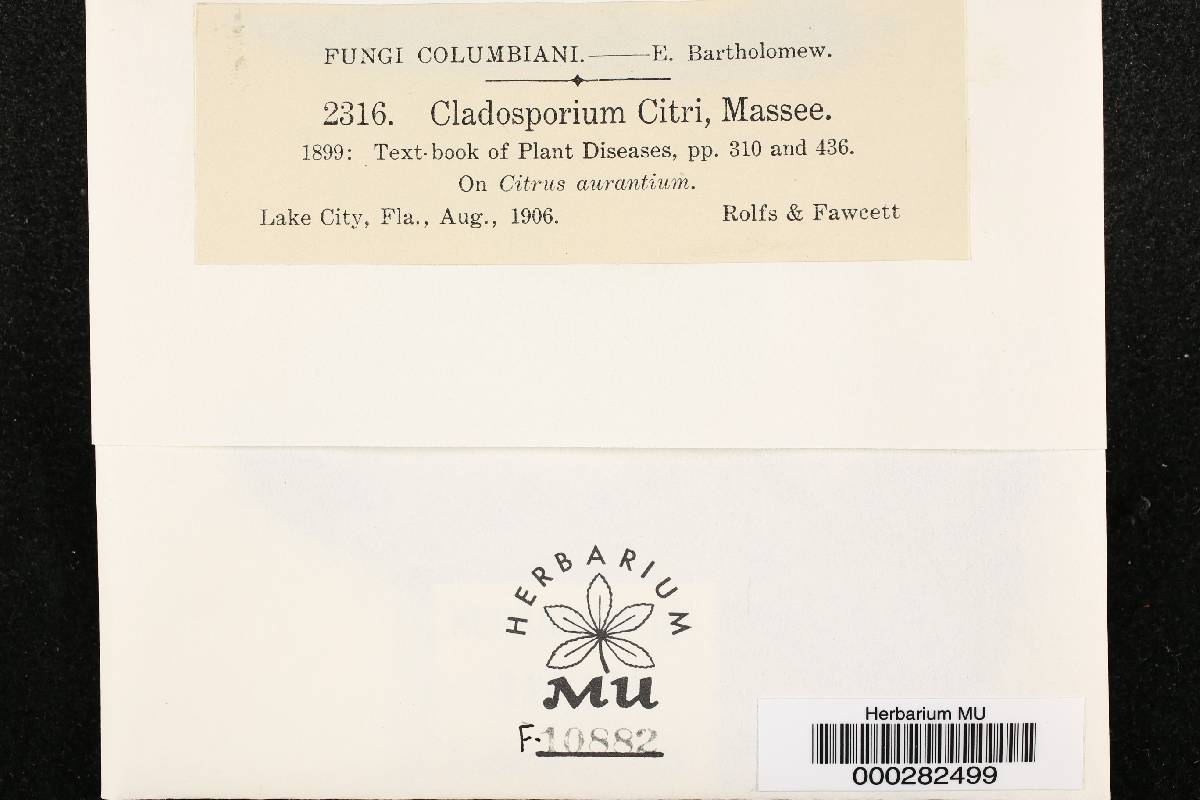 Cladosporium citri image