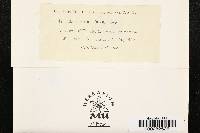 Passalora fulva image