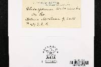 Cladosporium herbarum image