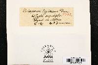 Cladosporium typharum image