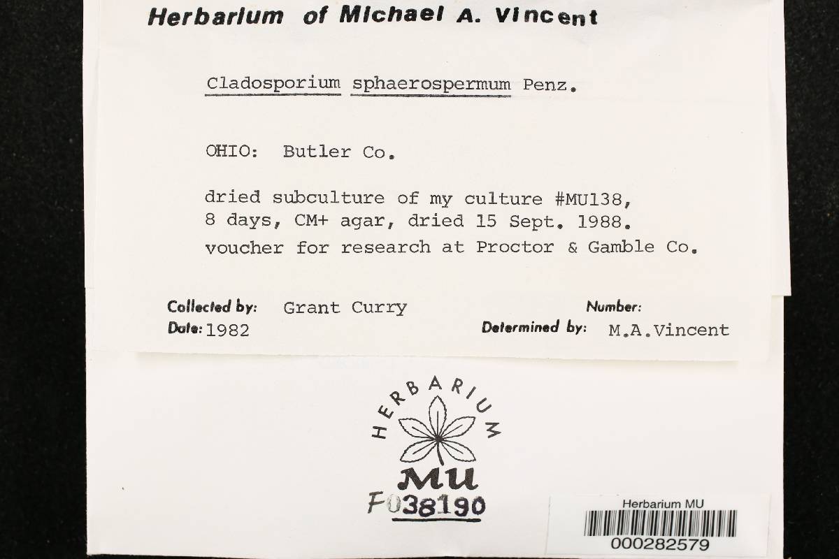 Cladosporium sphaerospermum image