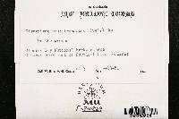 Clavariadelphus truncatus image