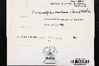 Clavariadelphus americanus image