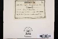 Claviceps purpurea image