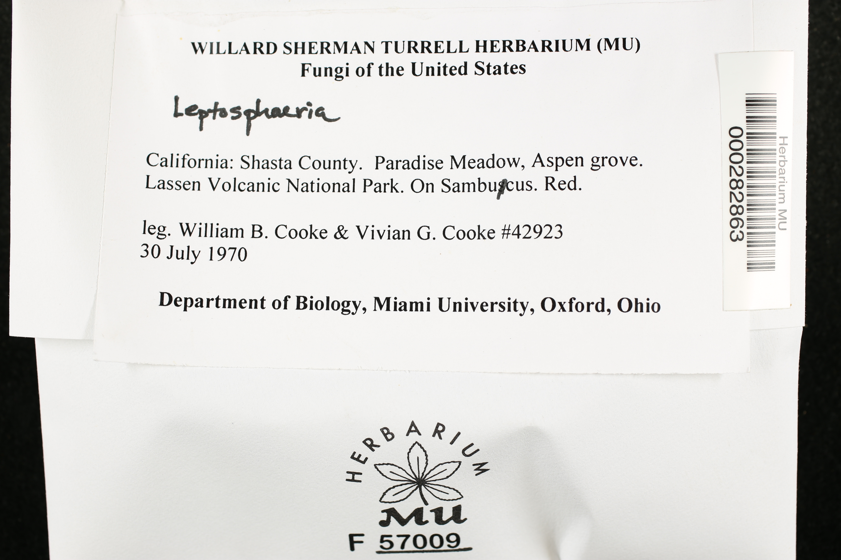 Leptosphaeria