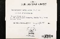 Thumbnail image of current specimen