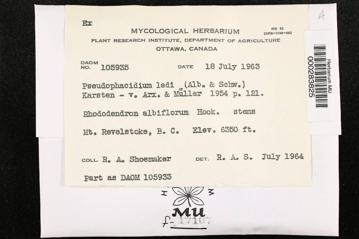 Pseudophacidium ledi image