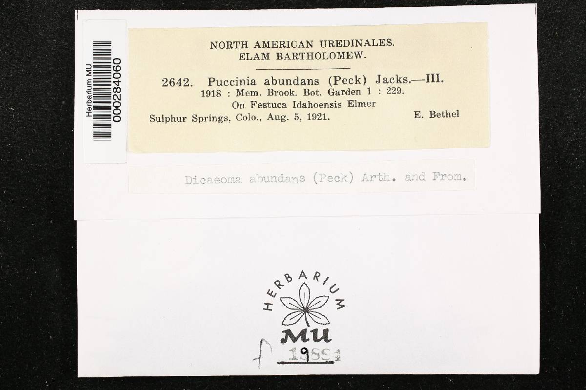 Puccinia abundans image