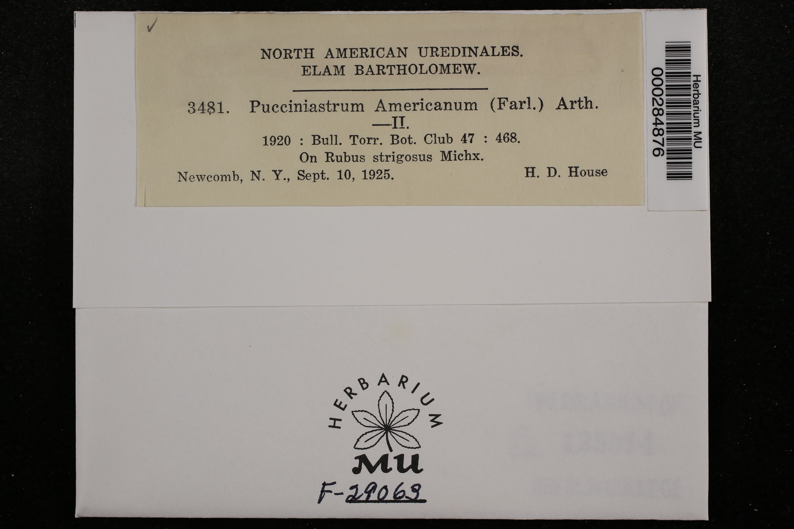 Pucciniastrum americanum thumbnail