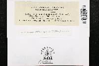 Puccinia calcitrapae image