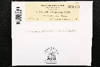 Puccinia calcitrapae image