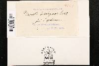 Diaporthe eres image